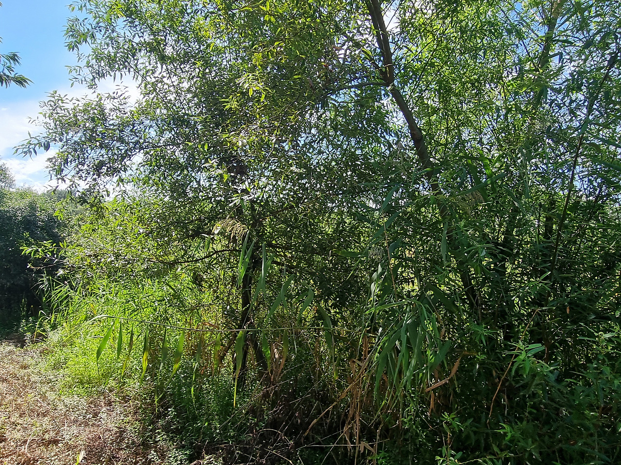 보리수 20220901_143901 순포습지.jpg