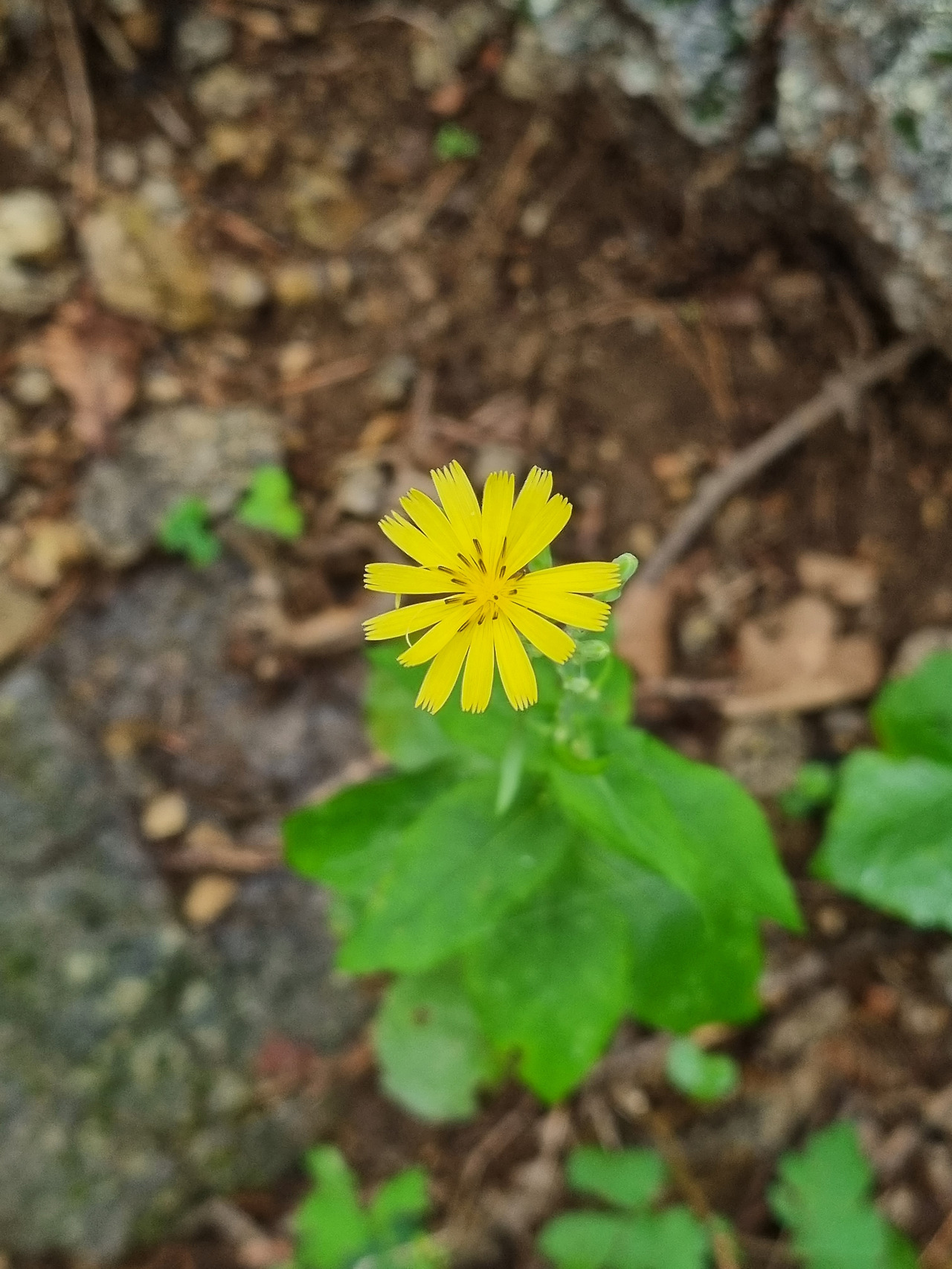 두메고들빼기 20220730_132435 진동호.jpg