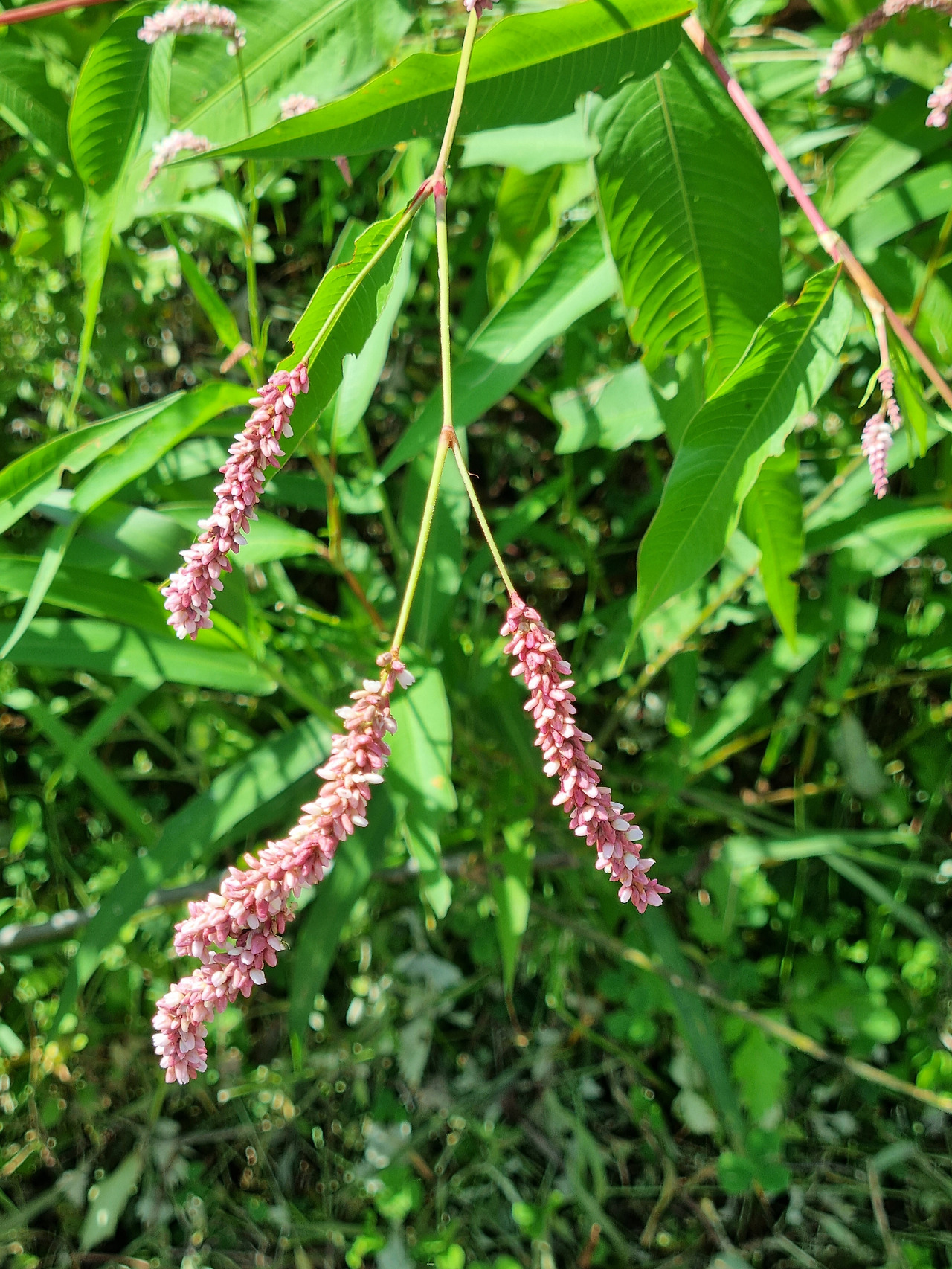 여뀌 20220901_151945 순포습지.jpg