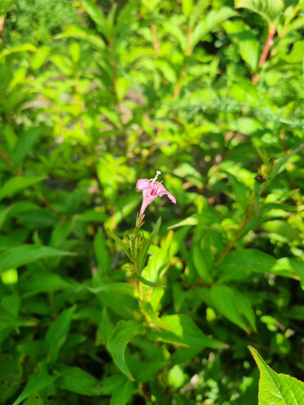 병꽃나무 20220901_150725 순포습지.jpg