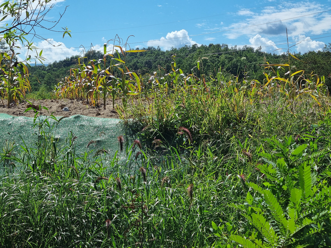 물피 20220901_144503 순포습지.jpg