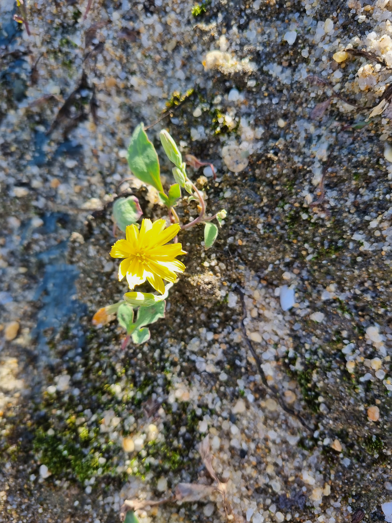 갯씀바귀 20220901_160533 순포습지.jpg