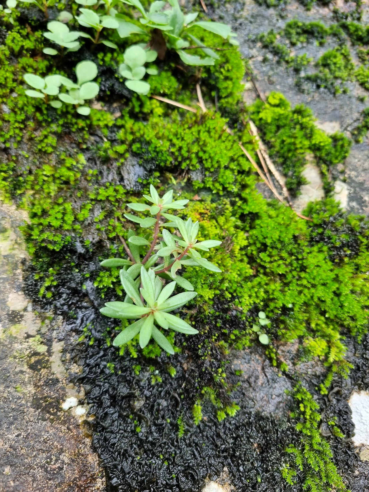 바위채송화 20220903_151317 노추산 인근.jpg