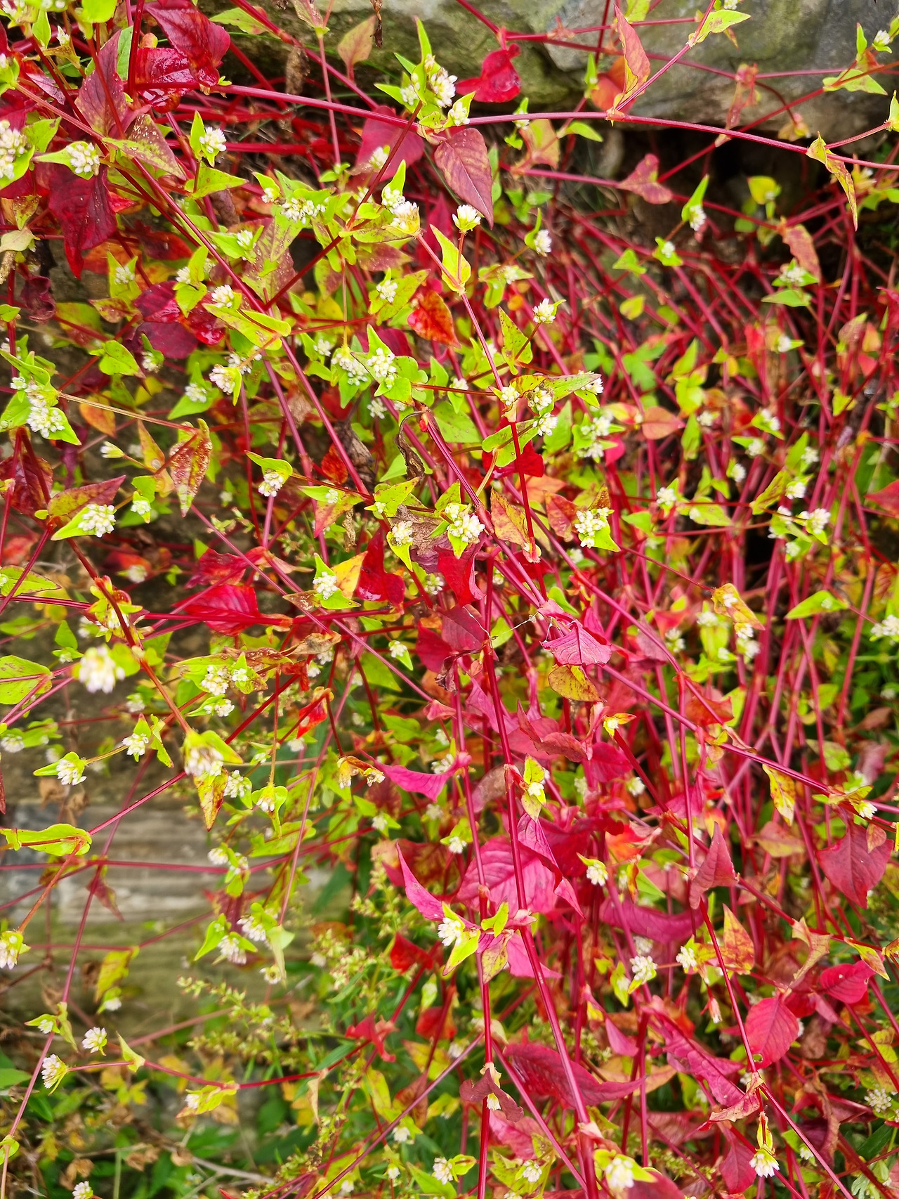 미꾸리낚시 20220903_110006 안반데기 바우길.jpg