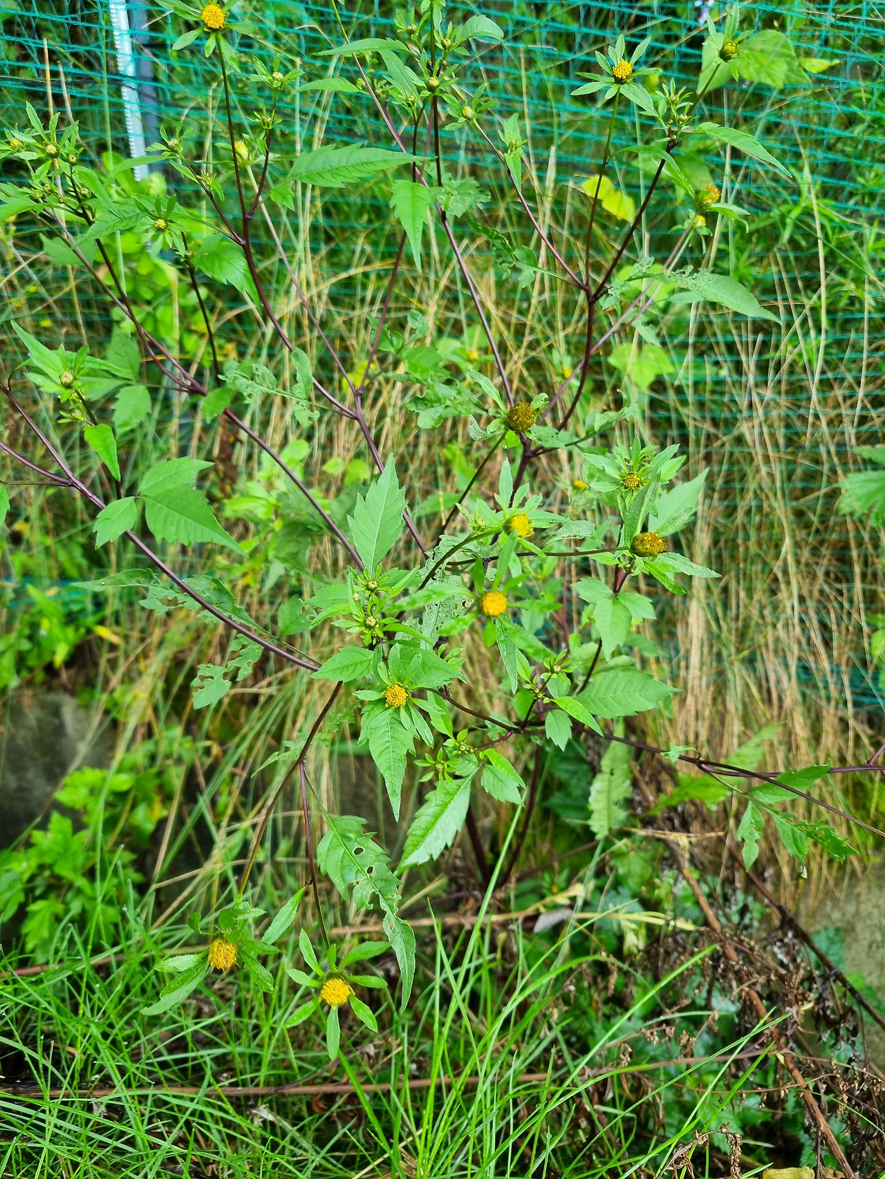 미국가막사리 20220903_103149 안반데기 바우길.jpg