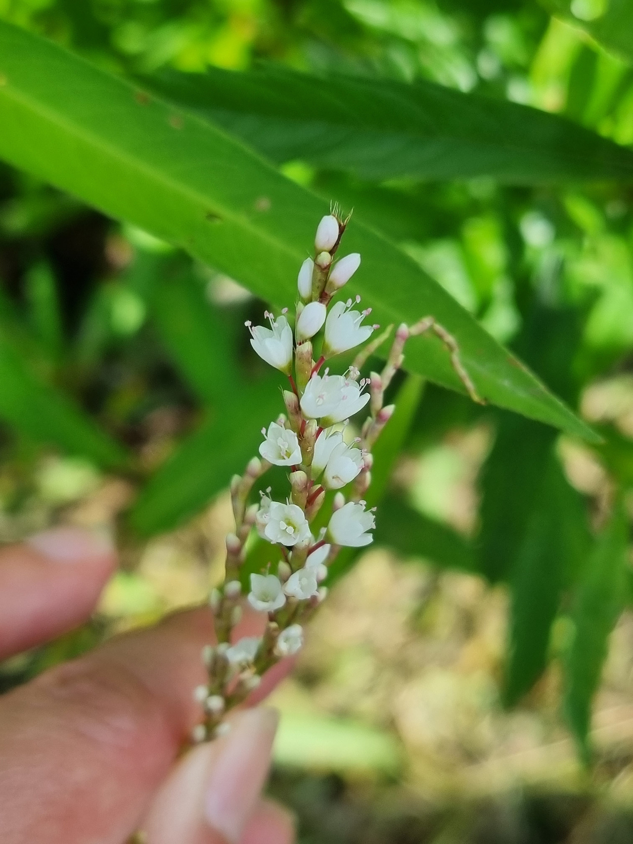 흰꽃여뀌 20220901_151440 순포습지.jpg