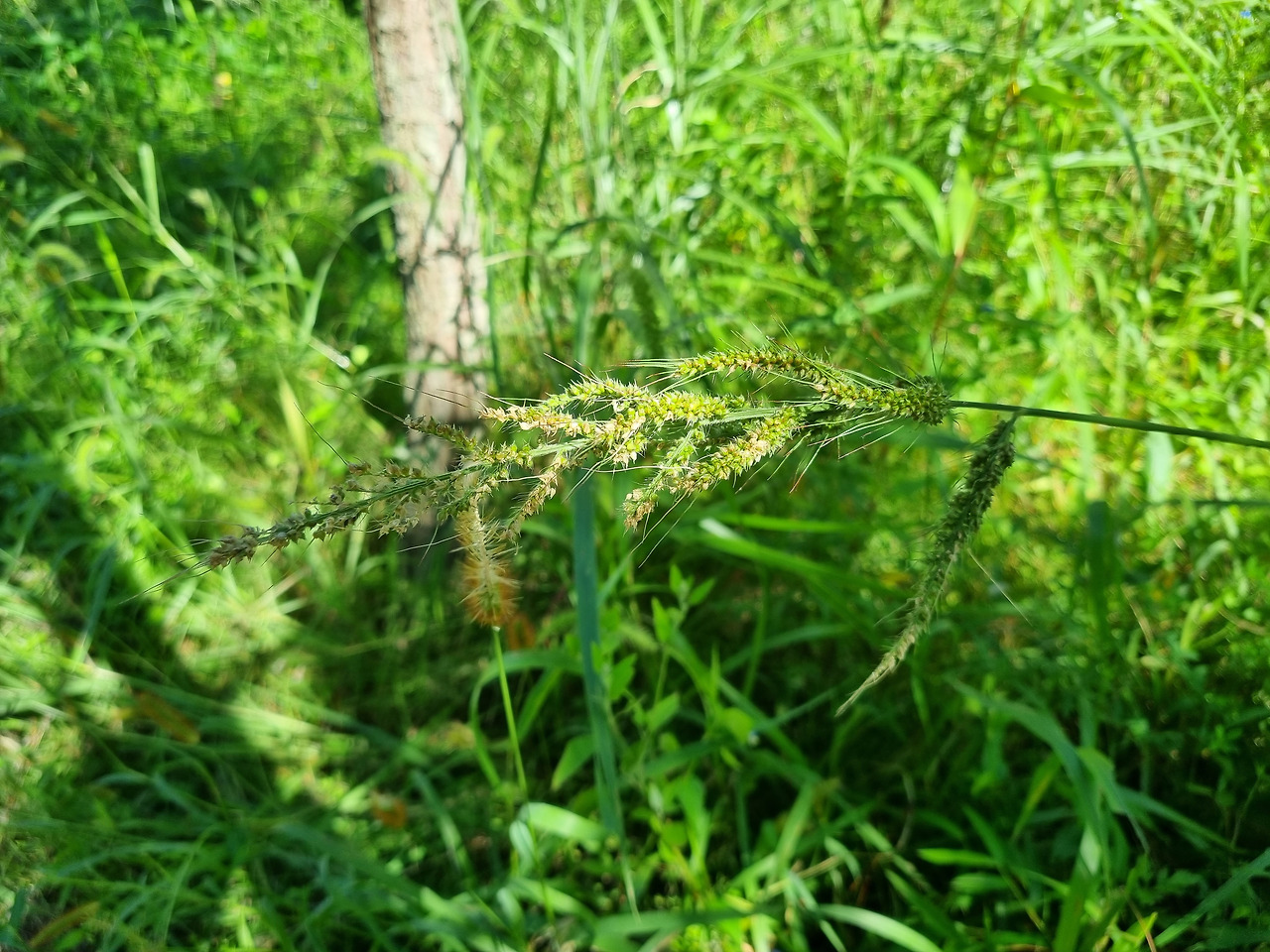 피 20220901_143334 순포습지.jpg