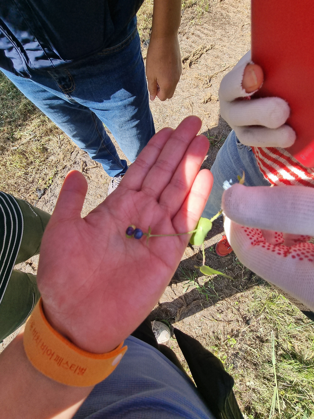 며느리배꼽 20220901_145558 순포습지.jpg