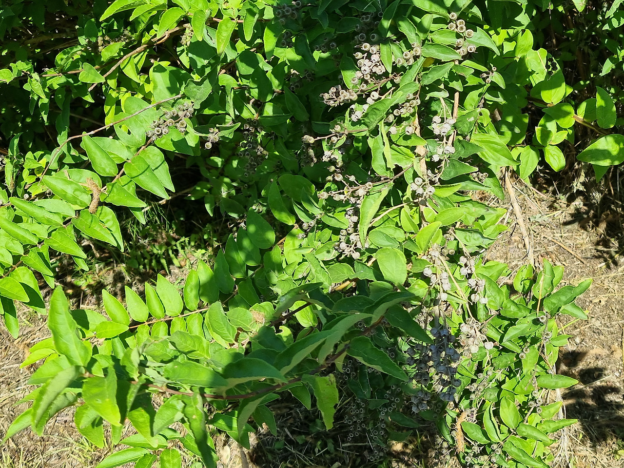 빈도리 20220901_144212 순포습지.jpg