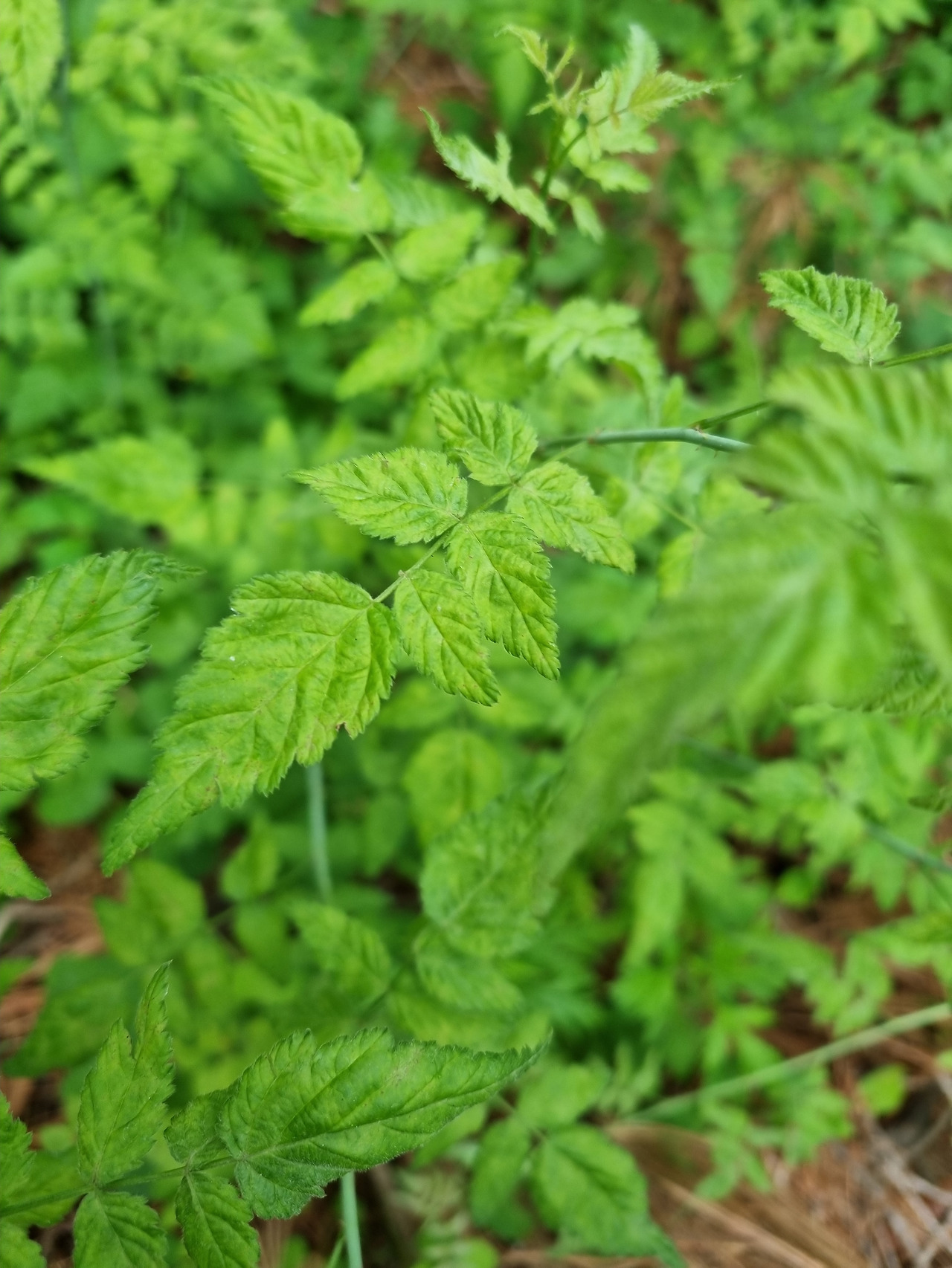 줄딸기 20220609-2.jpg