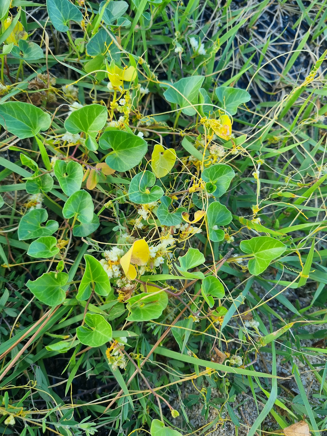 미국실새삼 20220901_160508 순포습지.jpg