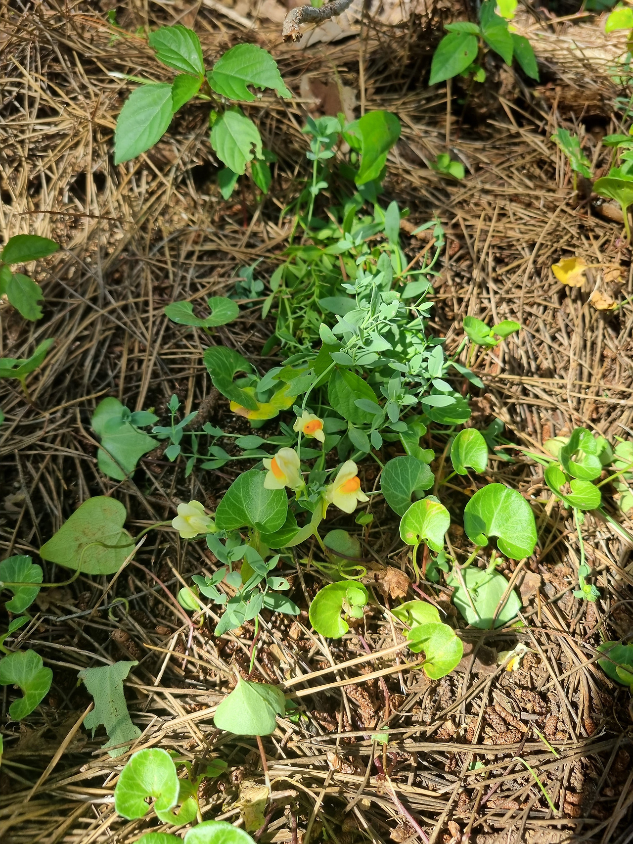 해란초 20220901_154728 순포습지.jpg