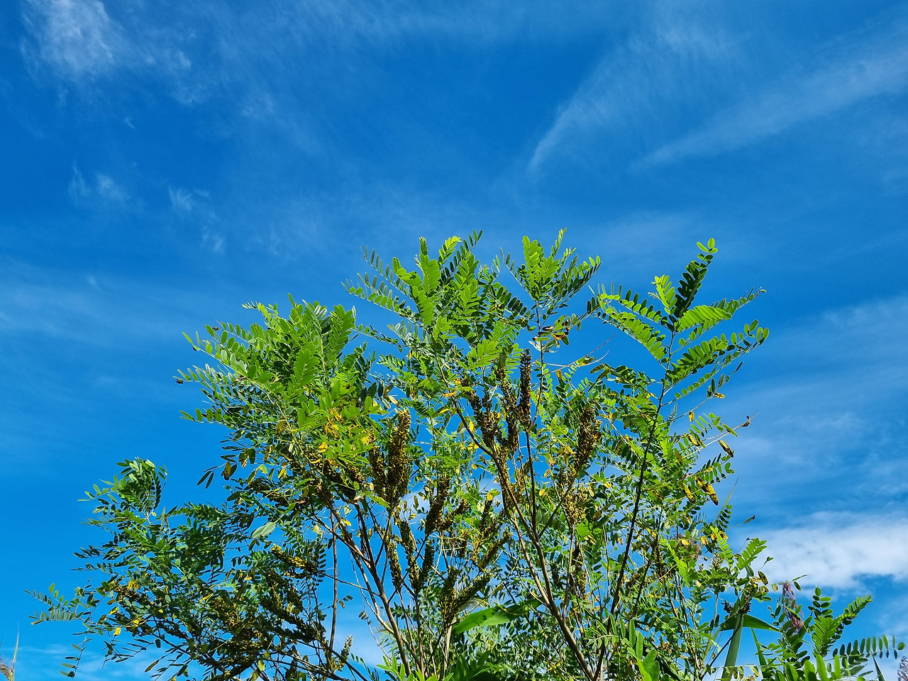 족제비싸리 20220901_145718 순포습지.jpg