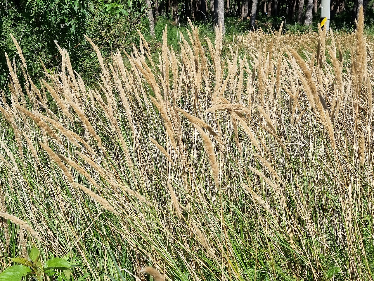 갈풀 20220901_152614 순포습지.jpg