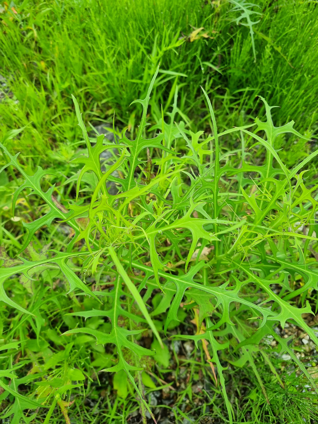 왕고들빼기 20220730_105327 (진동호).jpg