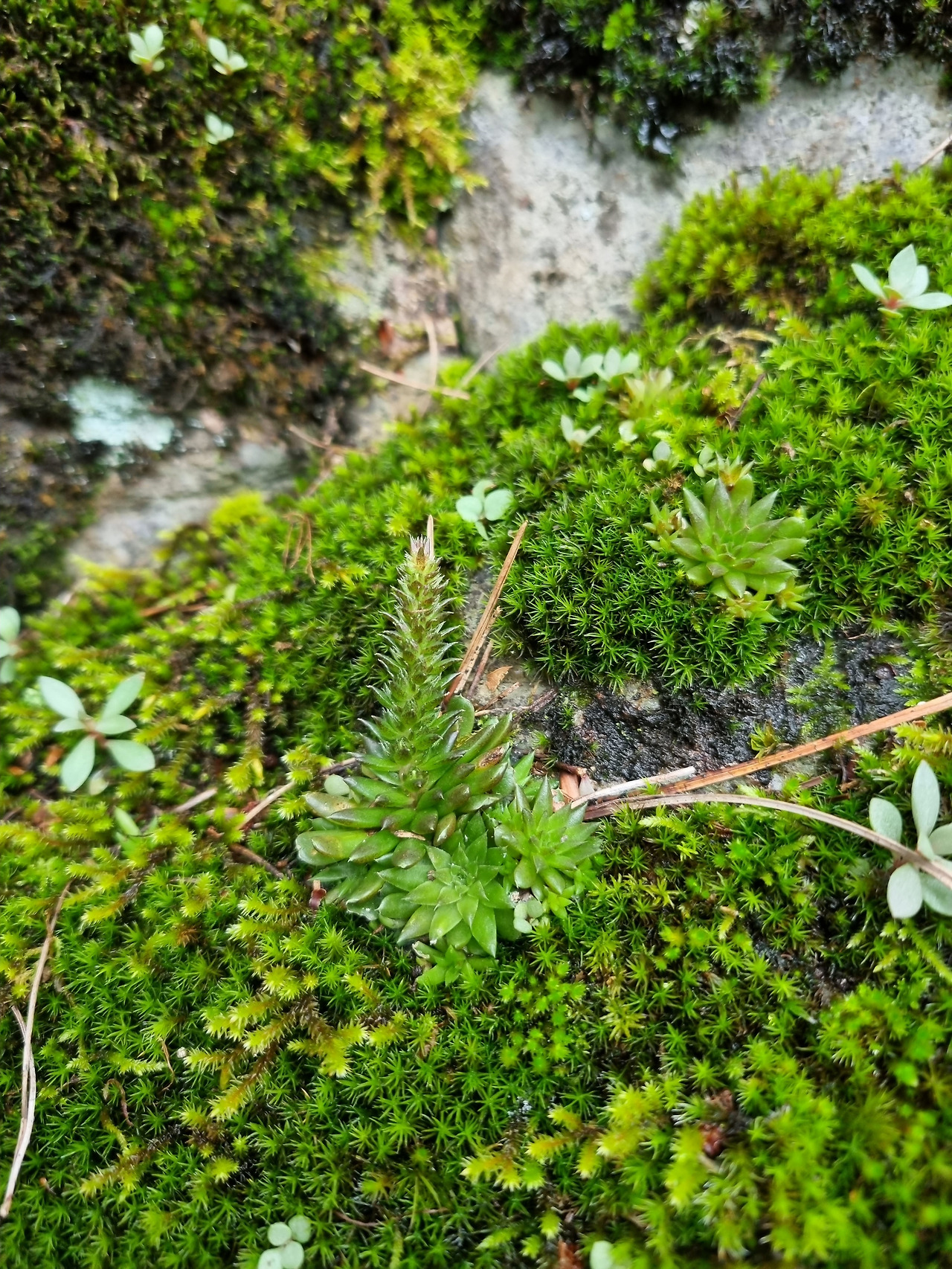 좀바위솔 20220903_151427 노추산 인근.jpg