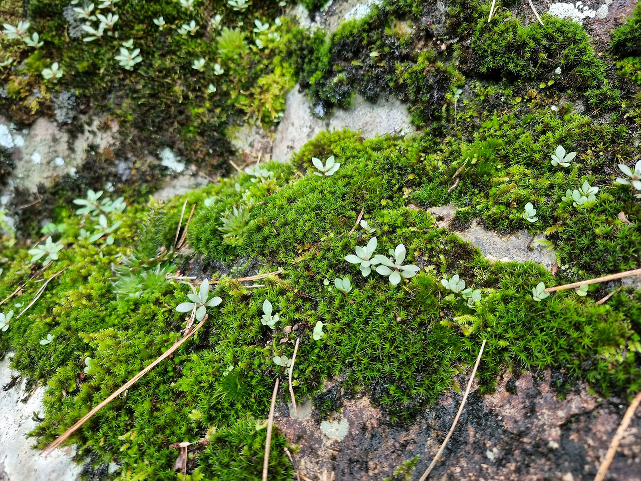 기린초 20220903_151242 노추산 인근.jpg