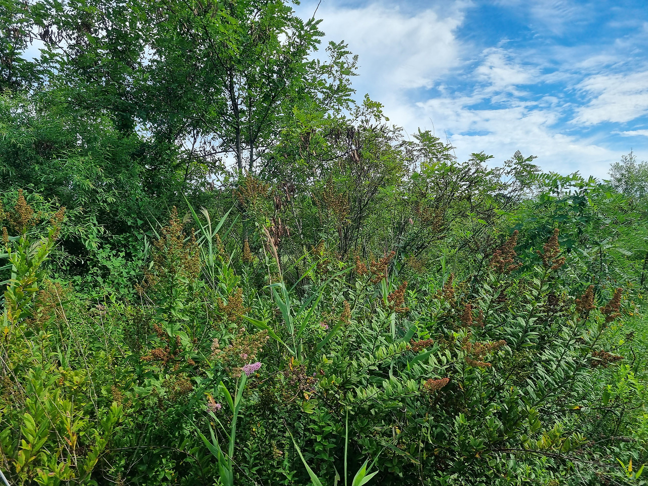 꼬리조팝 20220901_150216 순포습지.jpg