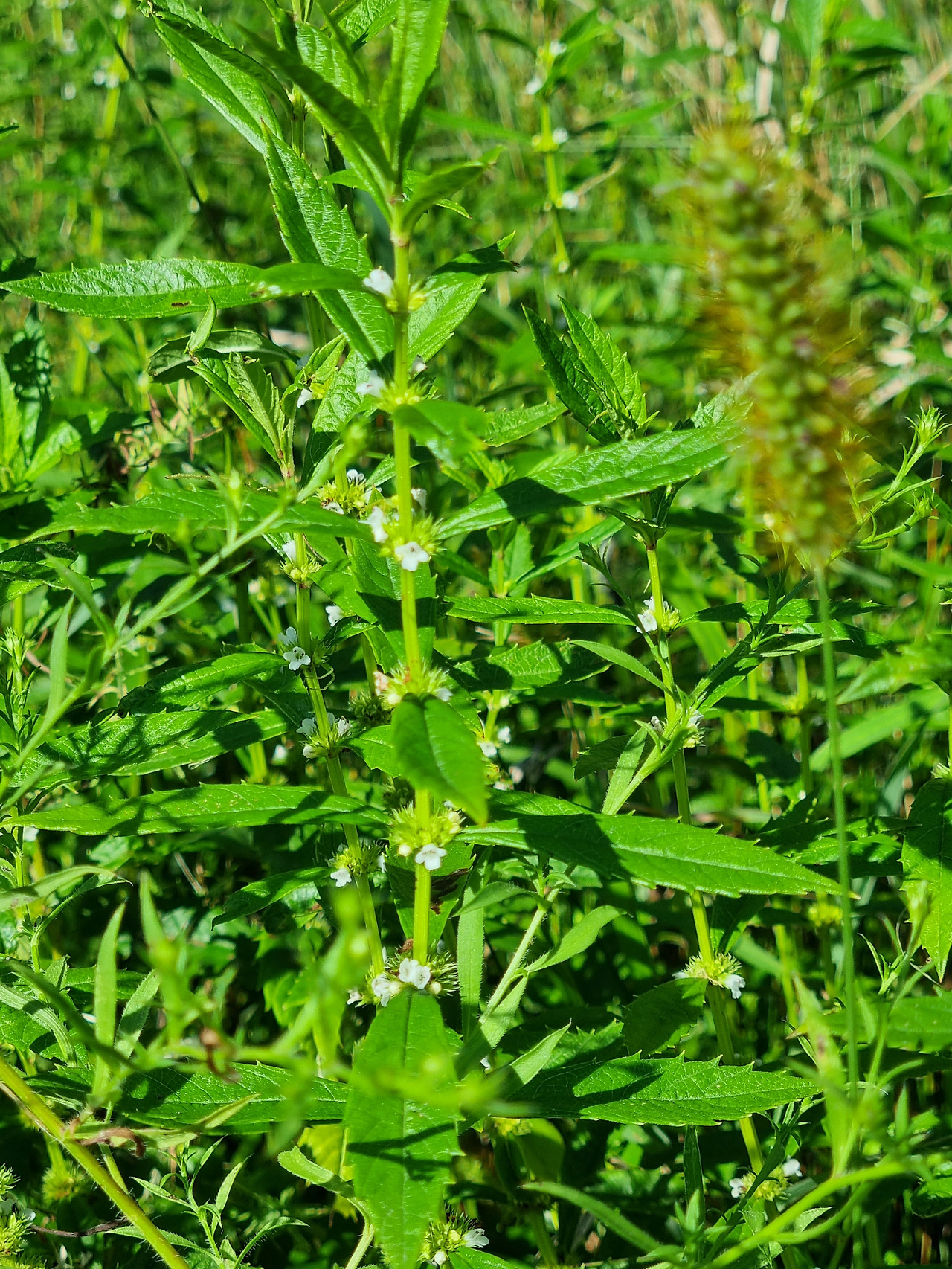 쉽싸리 20220901_152723 순포습지.jpg