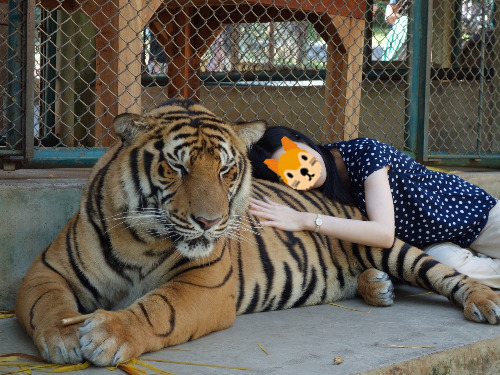 호랑이 사진.jpg