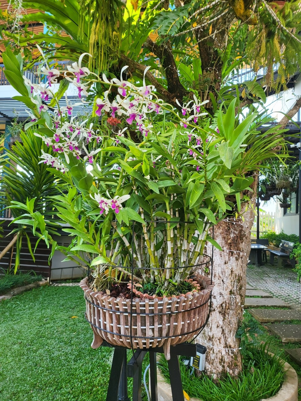 24년 푸꾸옥-네쨋날 프라이빗 비취. 호텔 레스토랑-58004408540.jpg