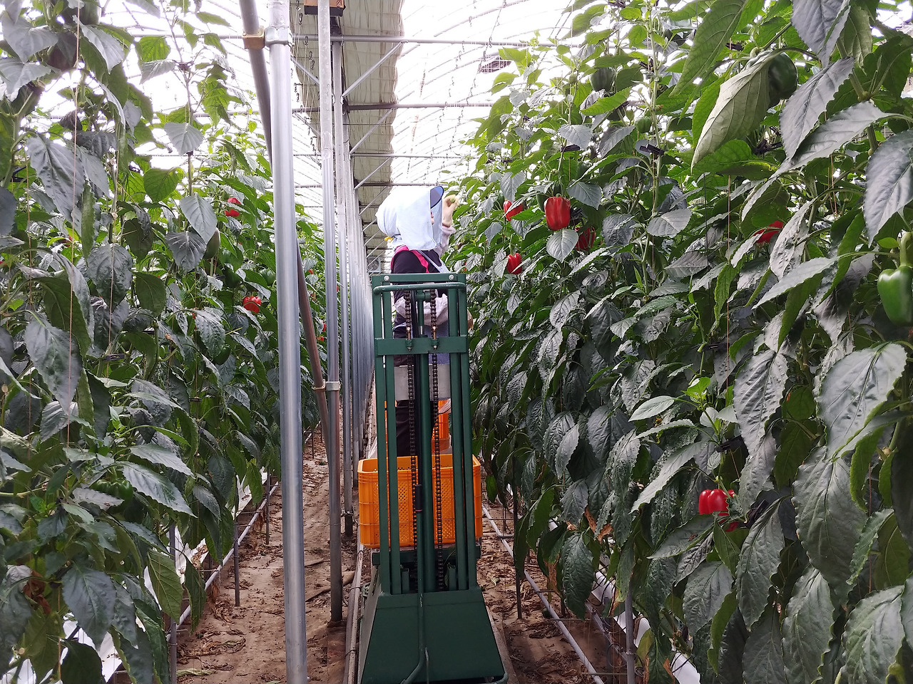 파프리카농장1.jpg