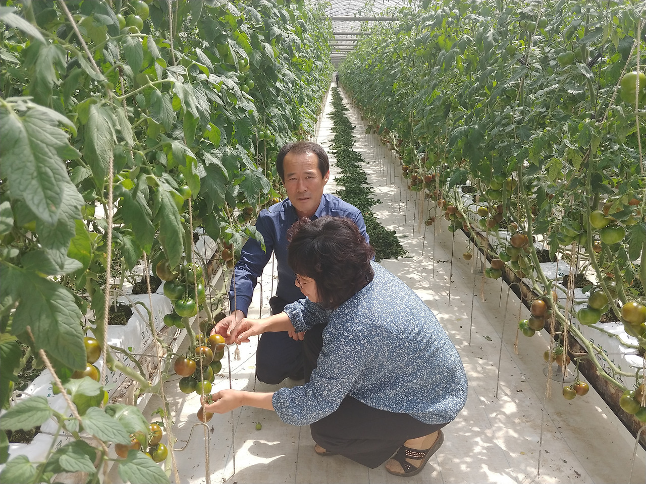 흑토마토농장1.jpg