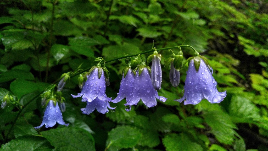 아침가리 사진.jpg