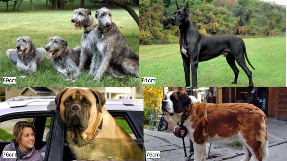 그림퀴즈 (동물특징) (1).jpg