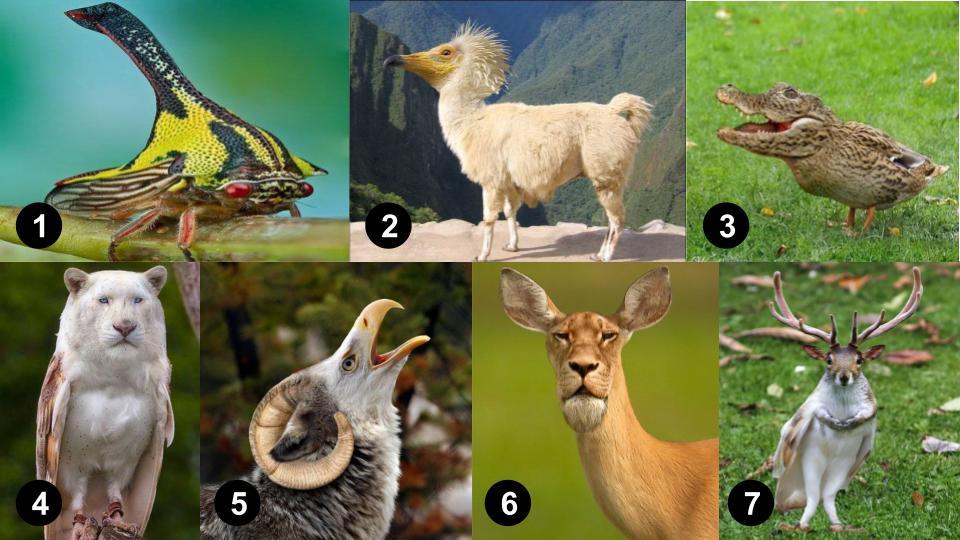 그림퀴즈 (진짜_가짜_) (2).jpg