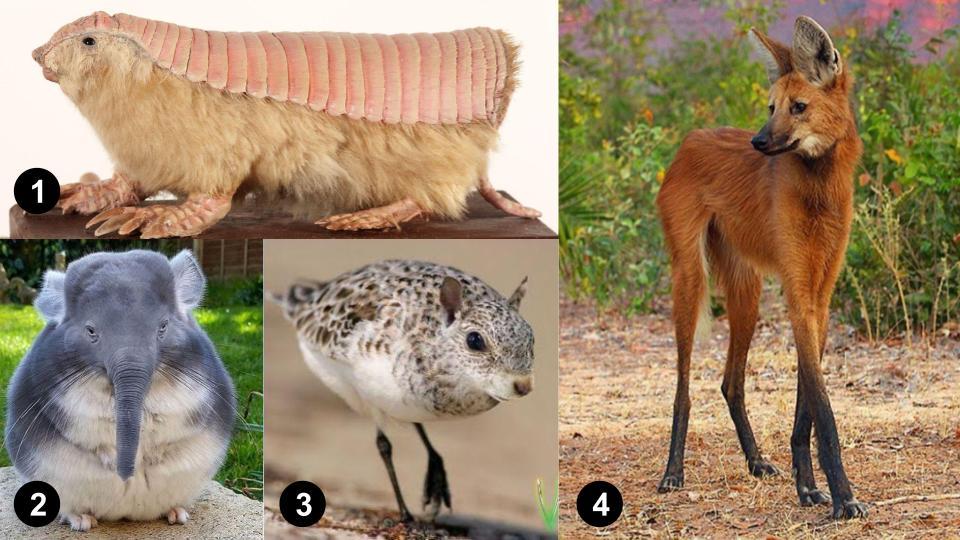 그림퀴즈 (진짜_가짜_).jpg