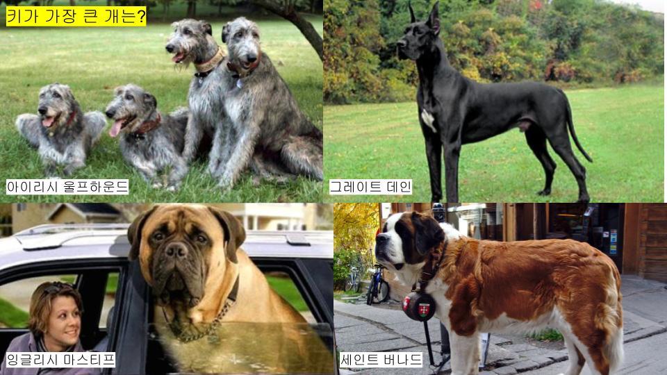 그림퀴즈 (동물특징).jpg