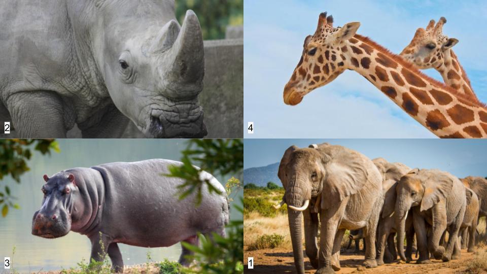 그림퀴즈 (동물특징) (3).jpg