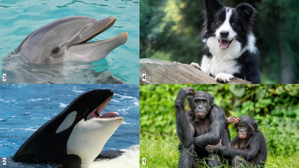 그림퀴즈 (동물특징) (5).jpg