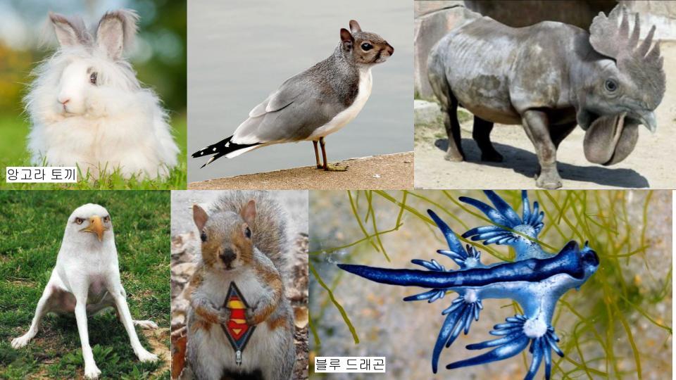 그림퀴즈 (진짜_가짜_) (5).jpg