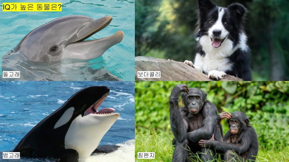 그림퀴즈 (동물특징) (4).jpg