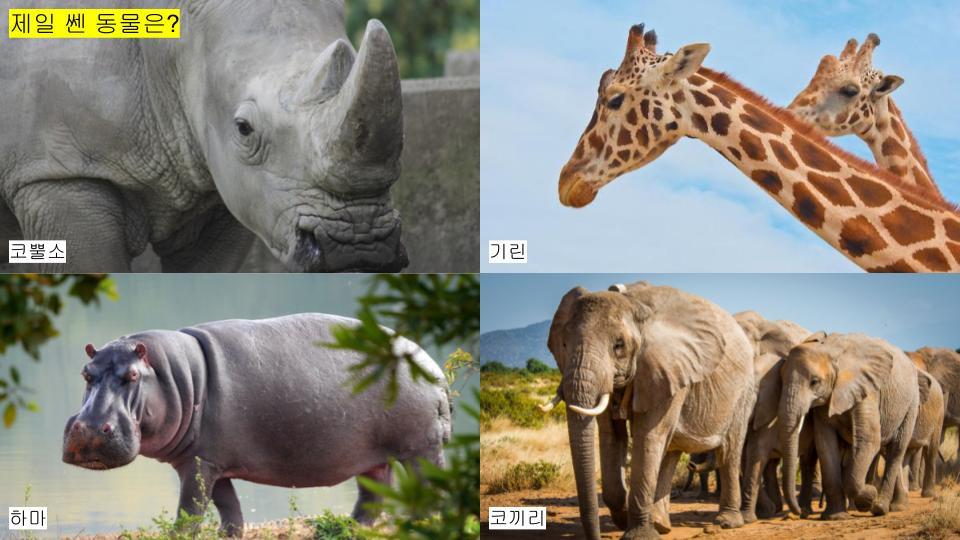 그림퀴즈 (동물특징) (2).jpg