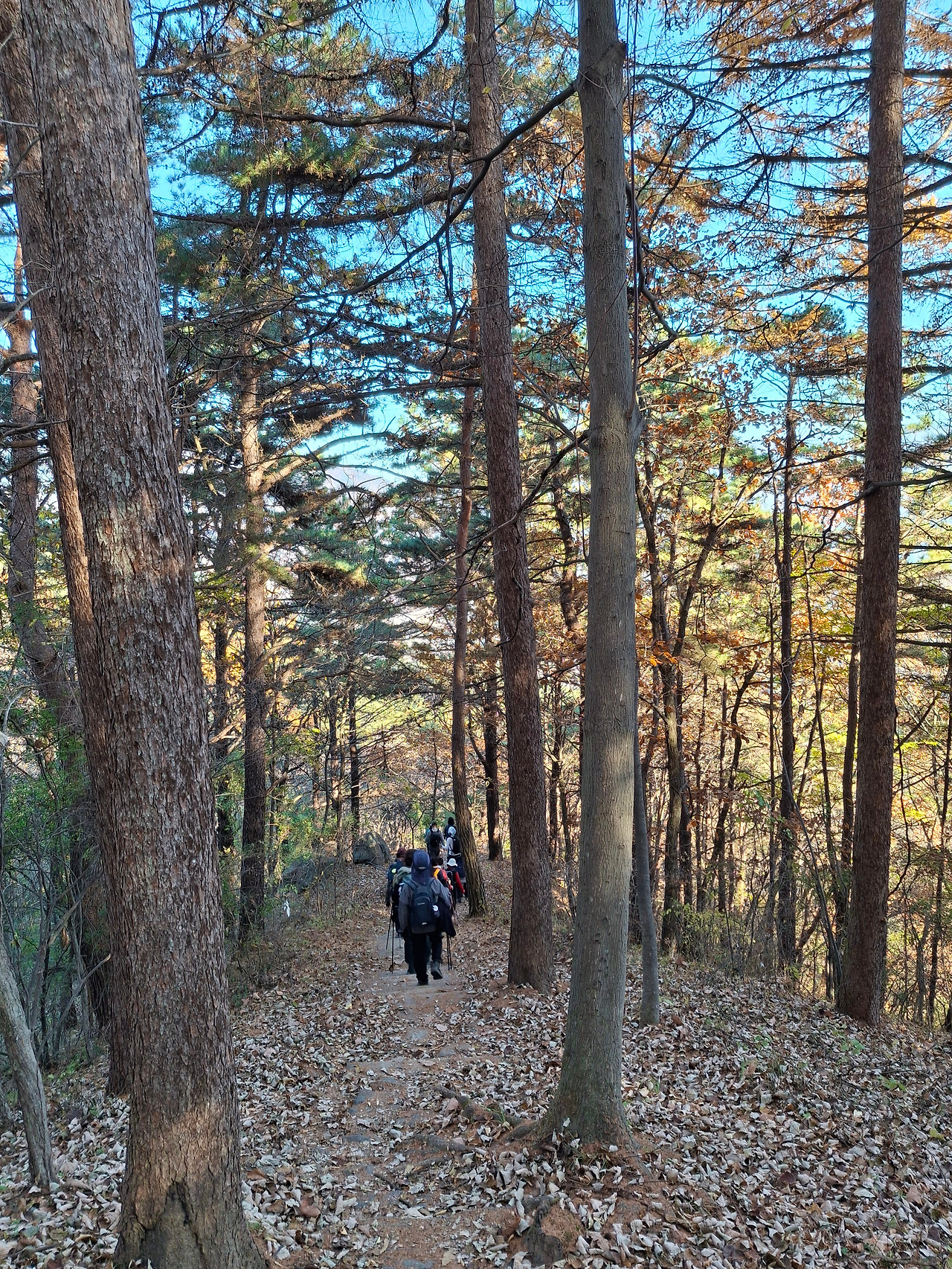 7등구재에서 하산길.jpg