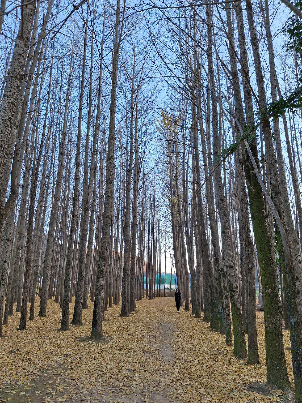 8도리마을 은행.jpg