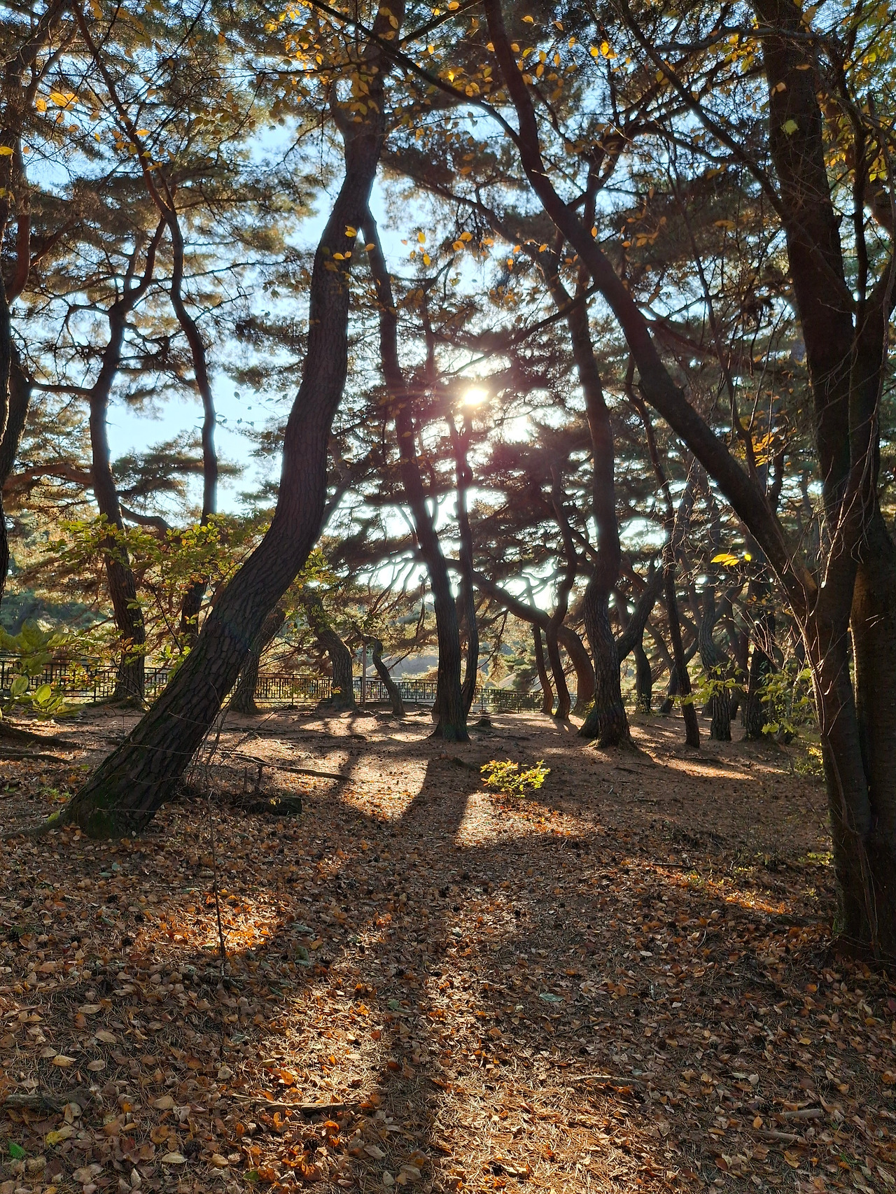 7삼릉 소나무.jpg