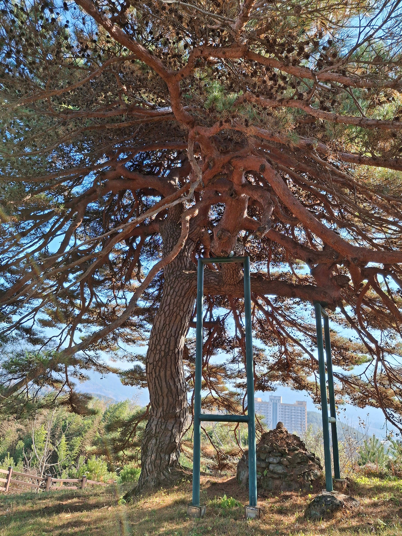 4장항마을 소나무.jpg