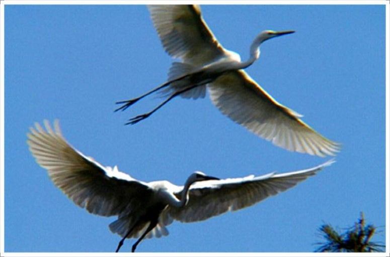 날아가는 학.jpg