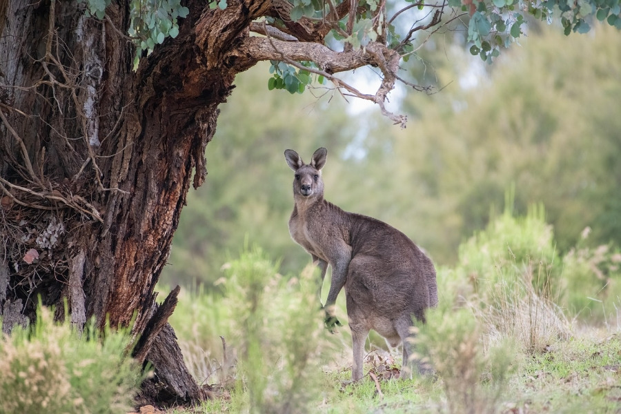 900＿kangaroo－6396706＿1280.jpg