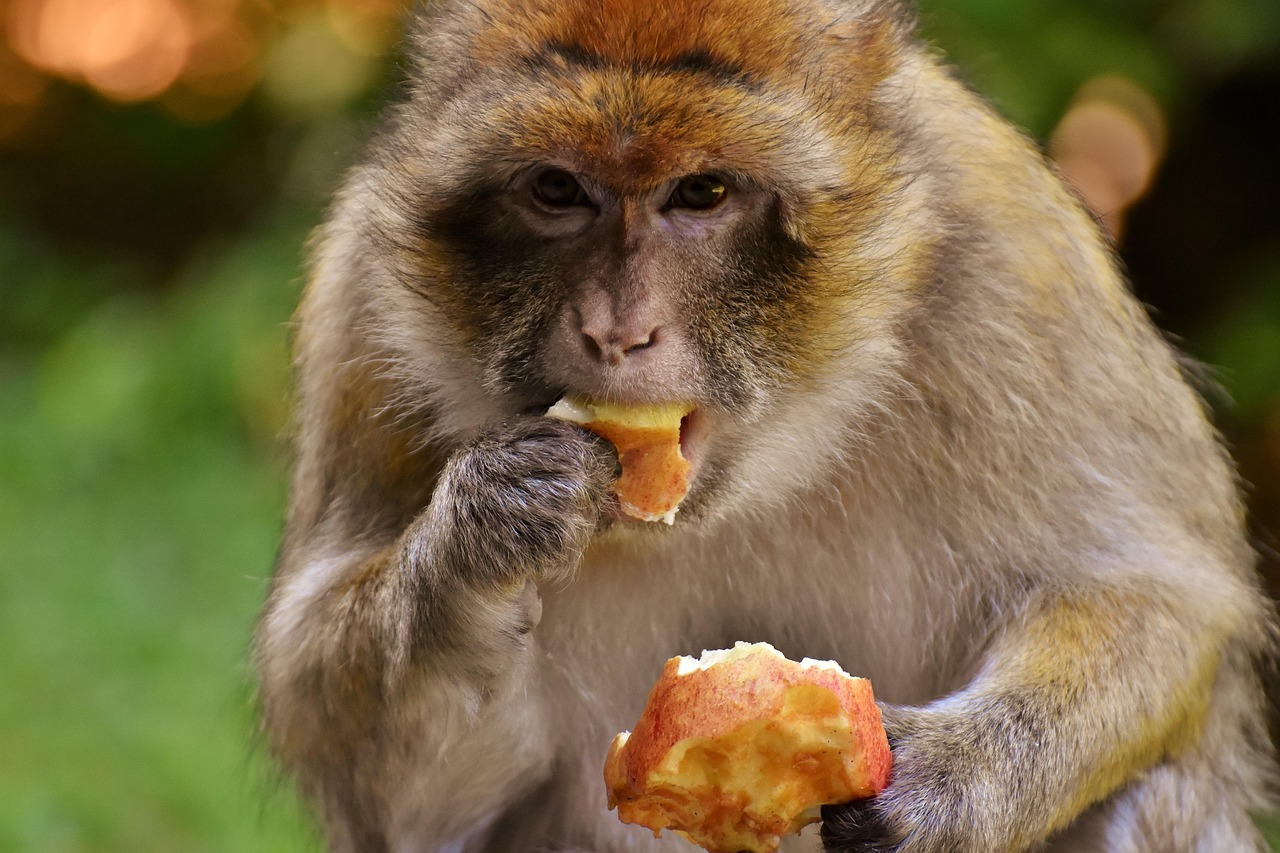 barbary-macaque-3538256_1280 (1).jpg