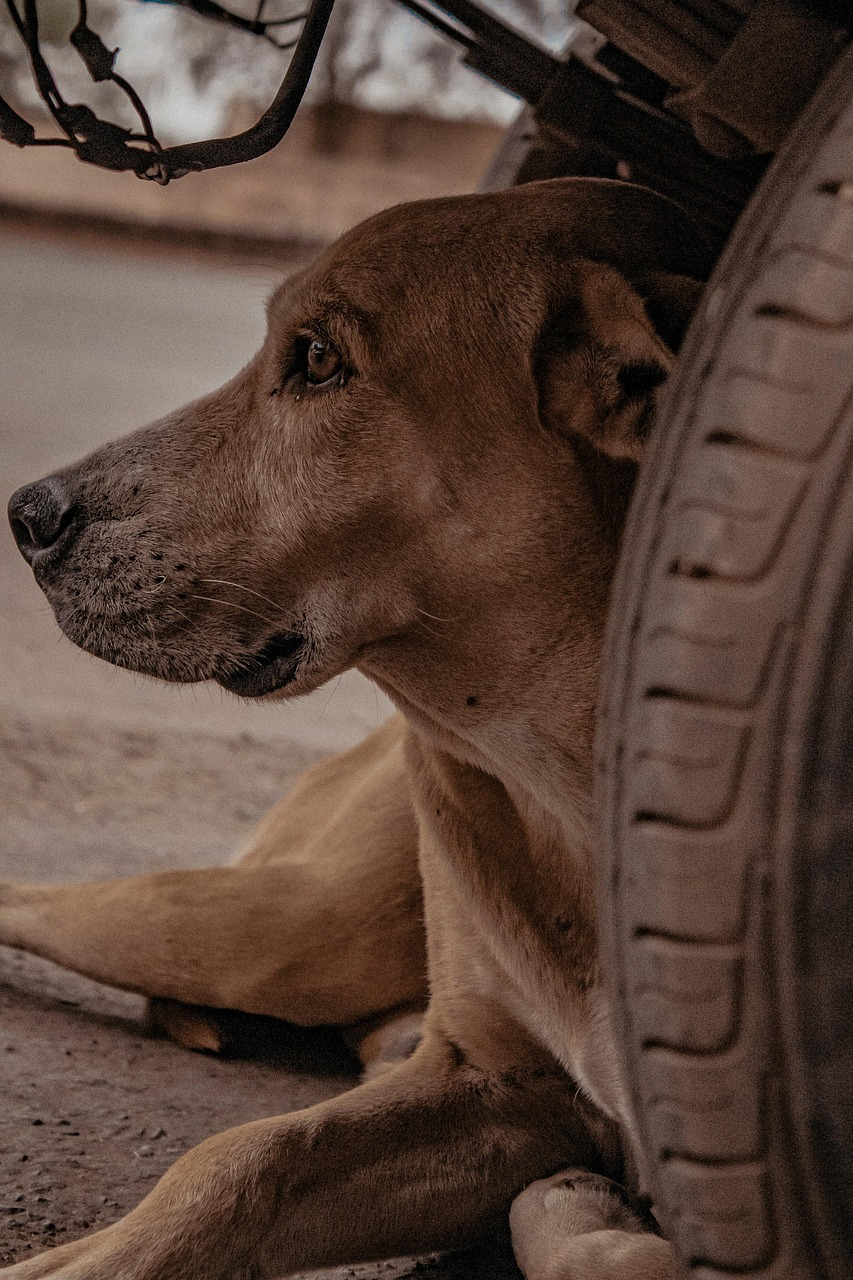 dog-6596327_1280 (1).jpg