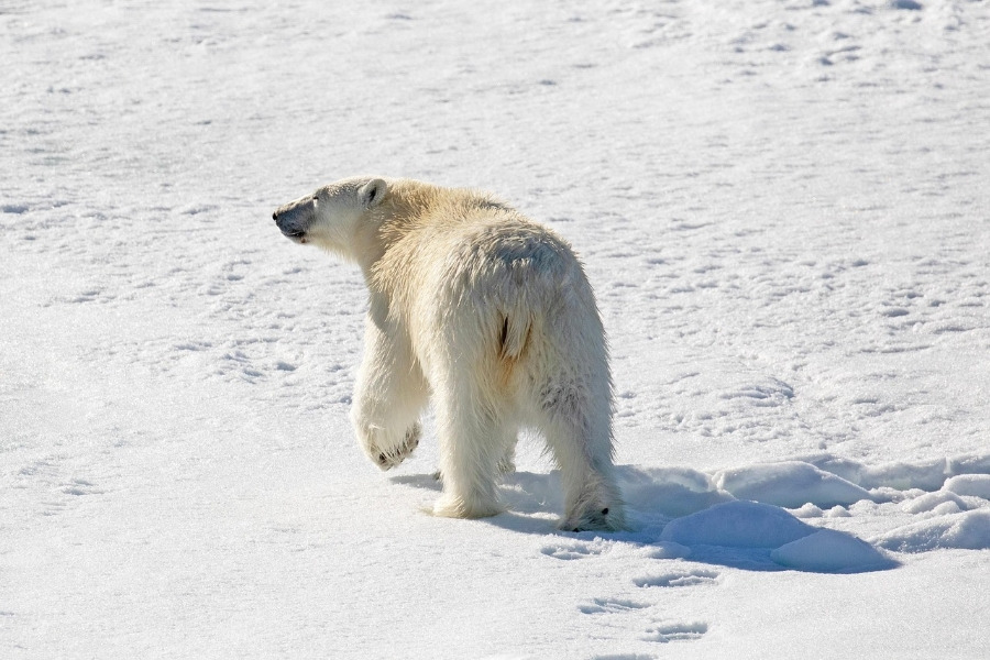 900＿polar－bear－8703907＿1280.jpg