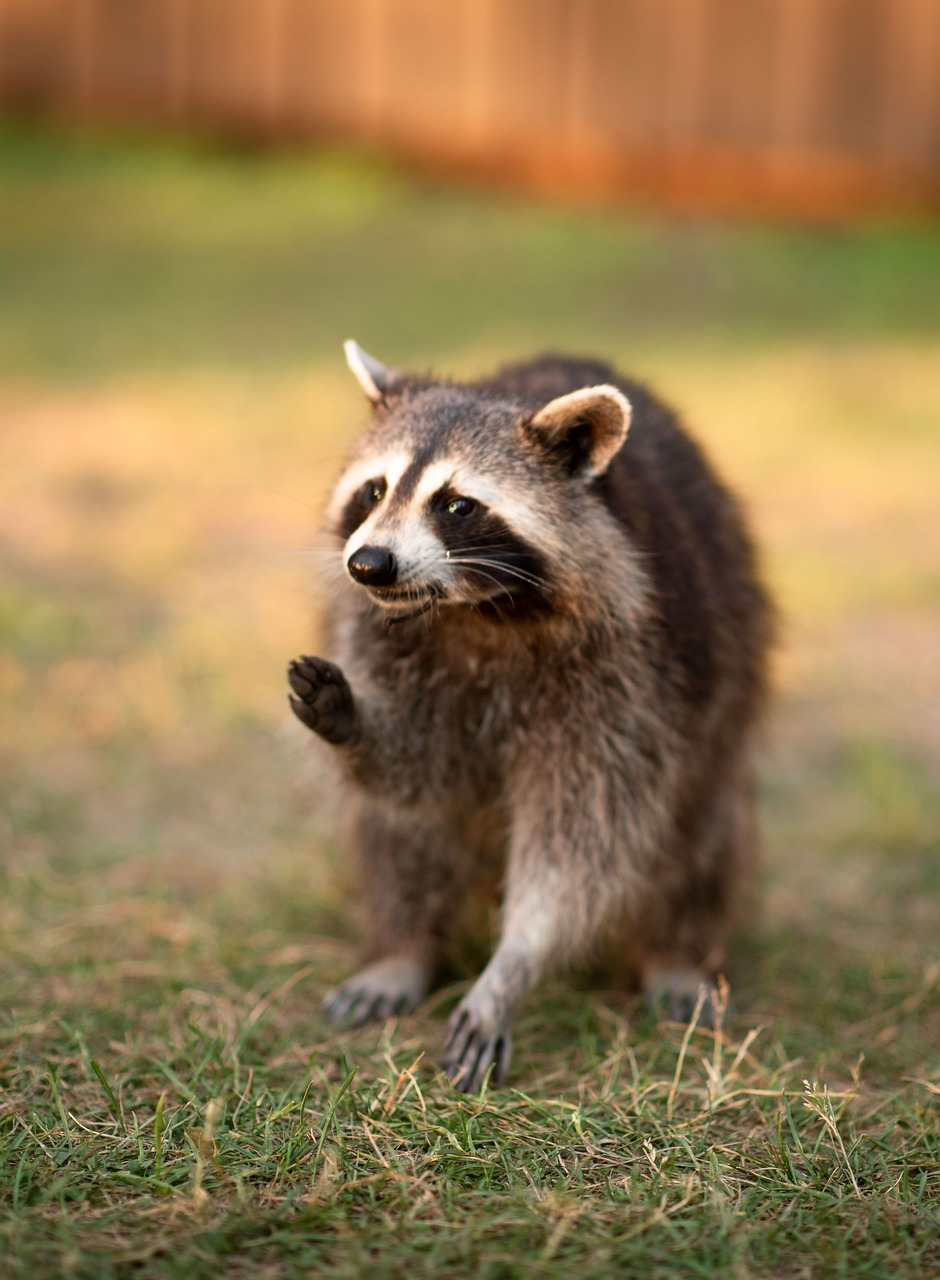 raccoon-5842745_1280 (1).jpg