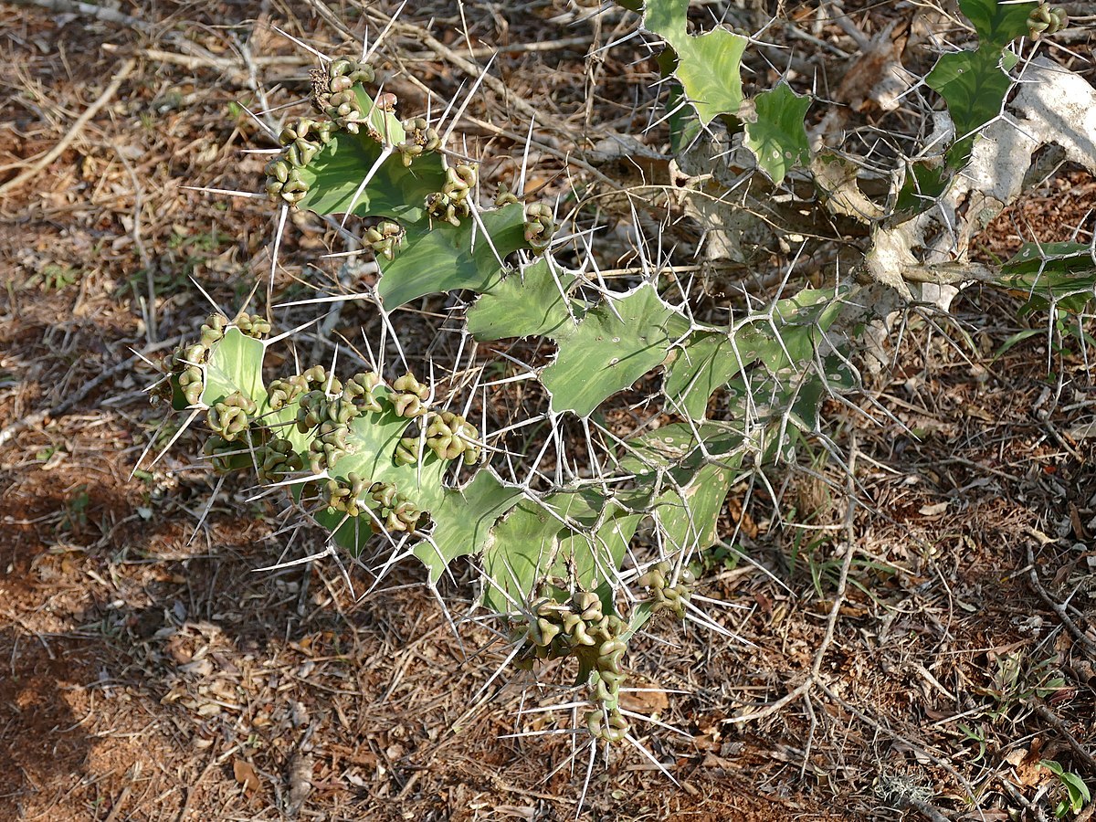 1200px-Rhino_Thorn_(Euphorbia_grandicornis)_(32004915110).jpg