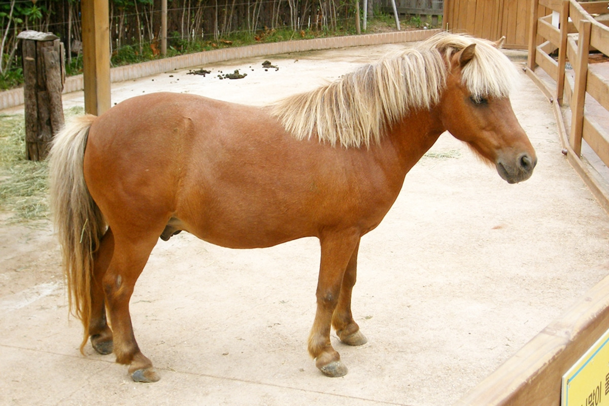 4_서울어린이공원에서 촬영된 셰틀랜드 포니.jpg