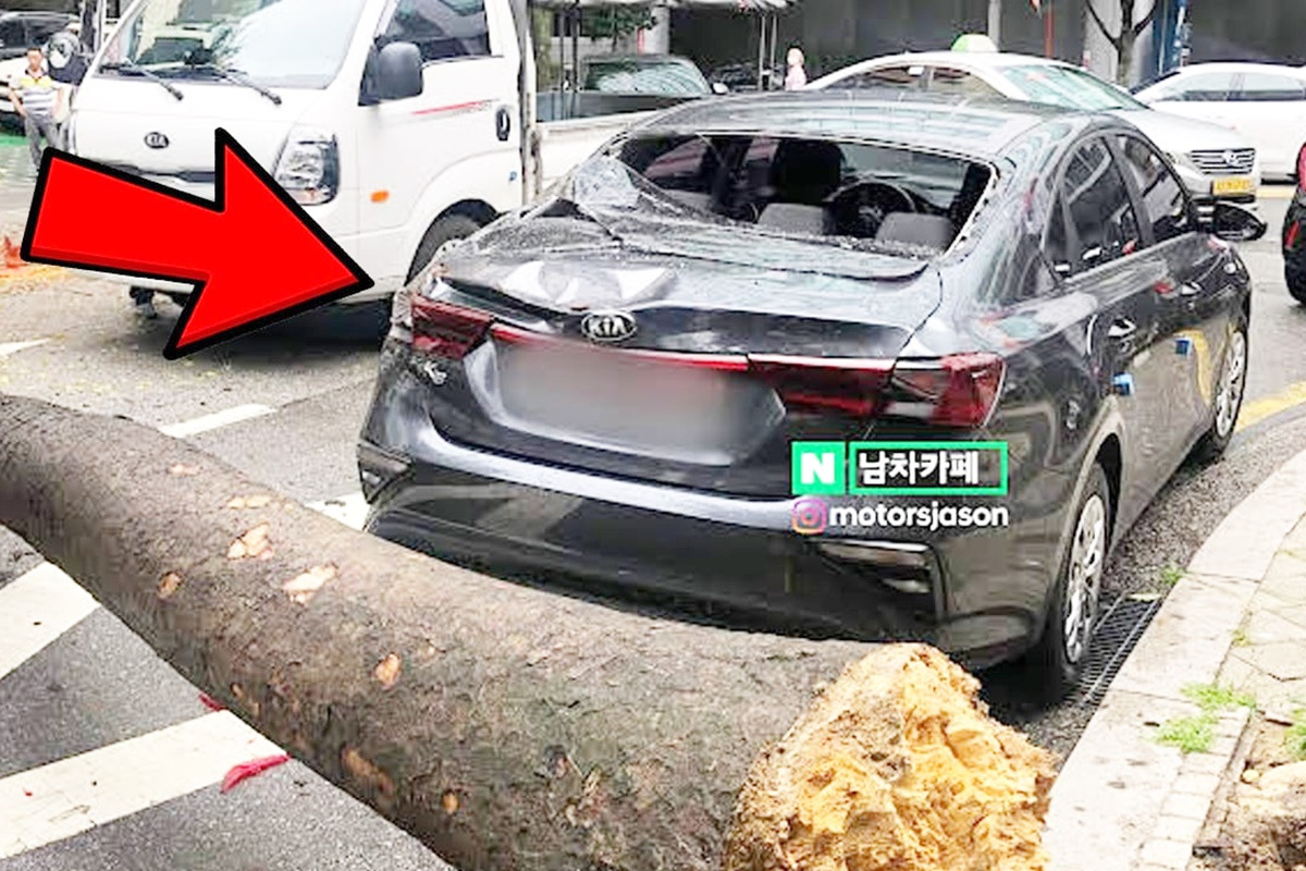 가로수 사고.jpg